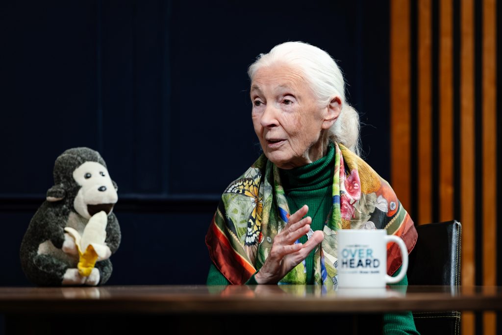 Jane Goodall Gallery